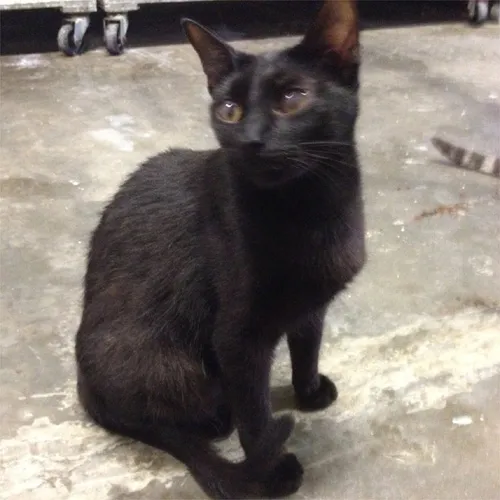 Gato ra a SRD idade 2 anos nome Chanel