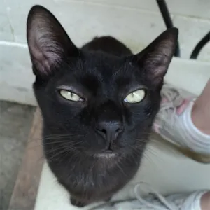 Gato raça SRD idade 1 ano nome Stuart