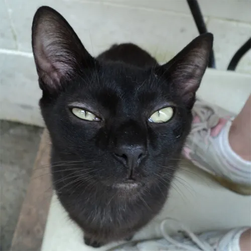 Gato ra a SRD idade 1 ano nome Stuart