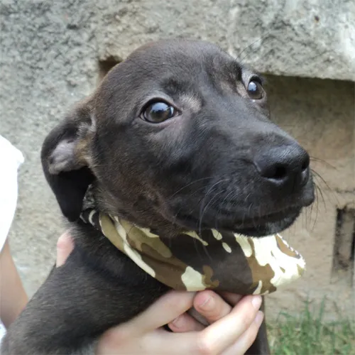 Cachorro ra a SRD idade 2 a 6 meses nome Ajax