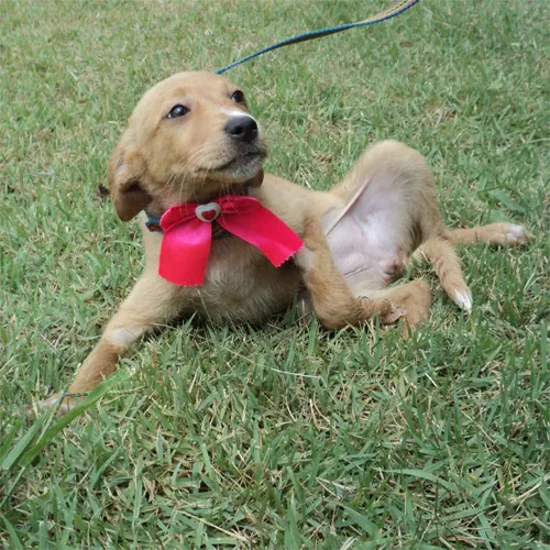 Cachorro ra a SRD idade 2 a 6 meses nome Skala