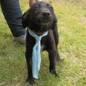 Cachorro raça SRD idade 2 a 6 meses nome Granado