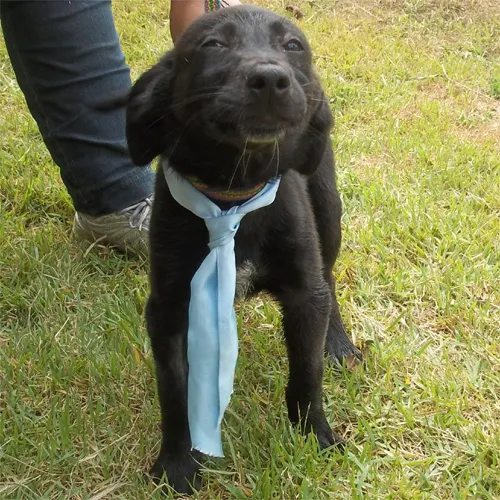 Cachorro ra a SRD idade 2 a 6 meses nome Granado