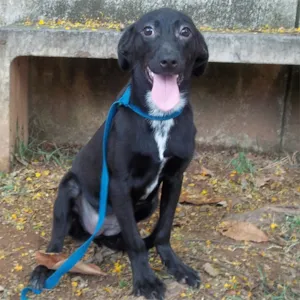 Cachorro raça SRD idade 7 a 11 meses nome Welleda