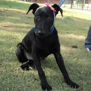 Cachorro raça SRD idade 2 a 6 meses nome Vernazza