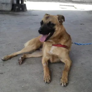 Cachorro raça SRD idade 2 anos nome Elfo