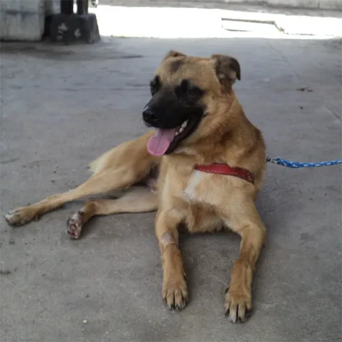 Cachorro ra a SRD idade 2 anos nome Elfo