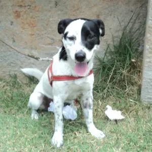 Cachorro raça SRD idade 7 a 11 meses nome Frapê