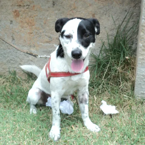 Cachorro ra a SRD idade 7 a 11 meses nome Frapê