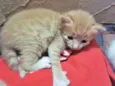 Gatos 