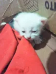 Gatos 