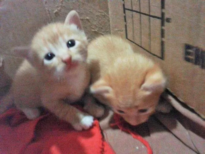Gato ra a  idade Abaixo de 2 meses nome Gatos 