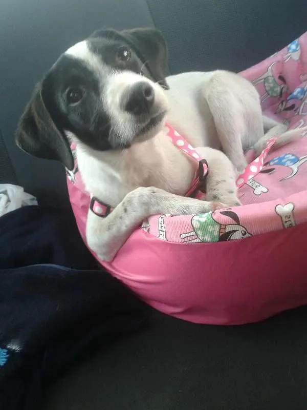 Cachorro ra a SRD idade 7 a 11 meses nome Mia