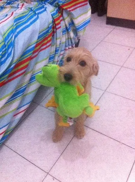 Cachorro ra a RDI idade 2 a 6 meses nome Zeus