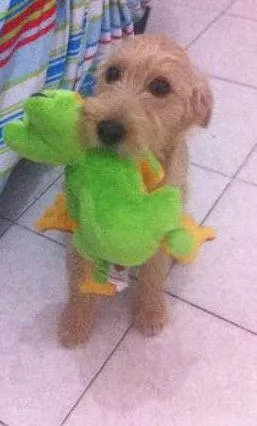 Cachorro ra a RDI idade 2 a 6 meses nome Zeus