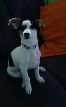 Cachorro raça paulistinha com SRD idade 1 ano nome Pipoca GRATIFICA