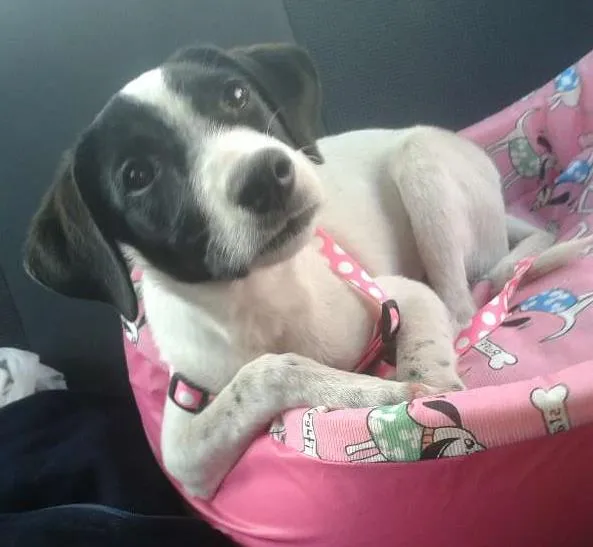 Cachorro ra a SRD idade 7 a 11 meses nome Mia