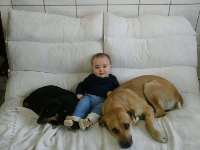 Cachorro ra a Rua idade 2 anos nome Violeta & Maria Ant