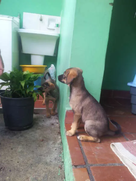 Cachorro ra a SRD idade Abaixo de 2 meses nome meninas
