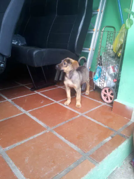 Cachorro ra a SRD idade Abaixo de 2 meses nome meninas