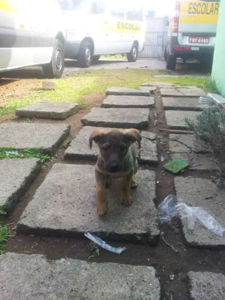 Cachorro ra a SRD idade Abaixo de 2 meses nome meninas
