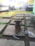 meninas