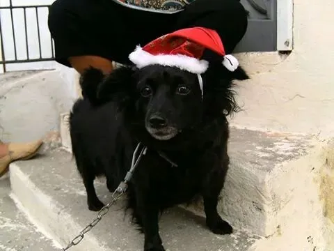 Cachorro ra a Poodle idade 6 ou mais anos nome miuki