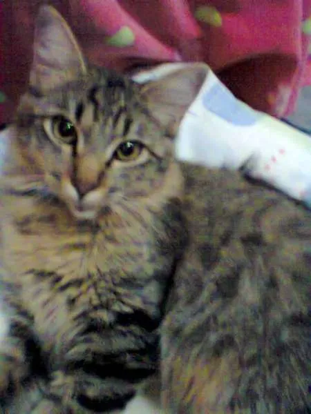 Gato ra a vira-lata idade 1 ano nome Maia