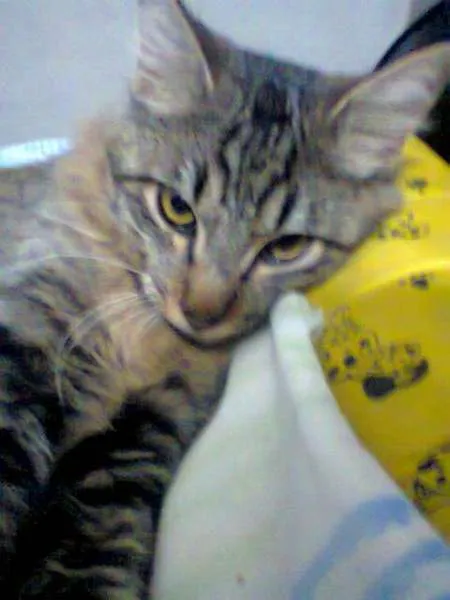 Gato ra a vira-lata idade 1 ano nome Maia