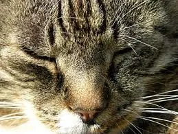 Gato ra a vira-lata idade 1 ano nome Maia