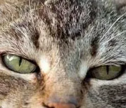 Gato ra a vira-lata idade 1 ano nome Maia