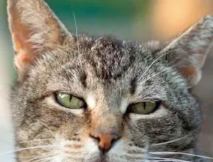 Gato raça vira-lata idade 1 ano nome Maia