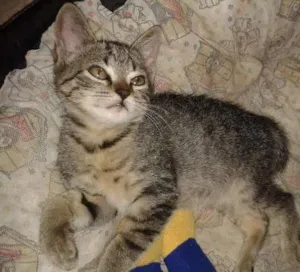Gato raça vira lata idade Abaixo de 2 meses nome nao tem 