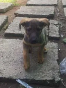 Cachorro ra a SRD idade Abaixo de 2 meses nome meninas