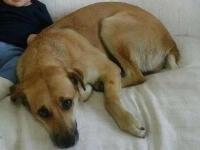 Cachorro ra a Rua idade 2 anos nome Violeta & Maria Ant