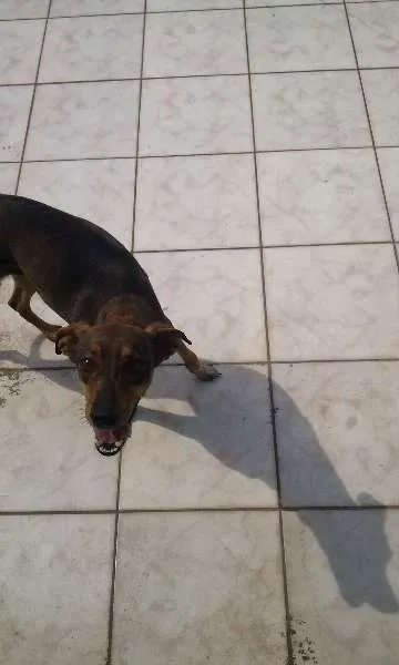 Cachorro ra a Não devinida idade 3 anos nome Brenda