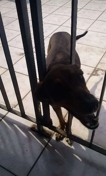 Cachorro ra a Não devinida idade 3 anos nome Brenda