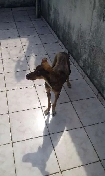 Cachorro ra a Não devinida idade 3 anos nome Brenda