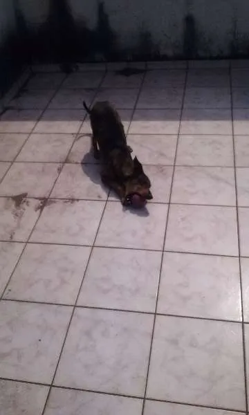 Cachorro ra a Não devinida idade 3 anos nome Brenda