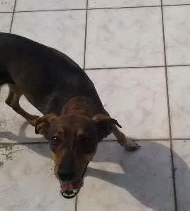 Cachorro ra a Não devinida idade 3 anos nome Brenda