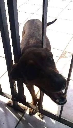 Cachorro ra a Não devinida idade 3 anos nome Brenda