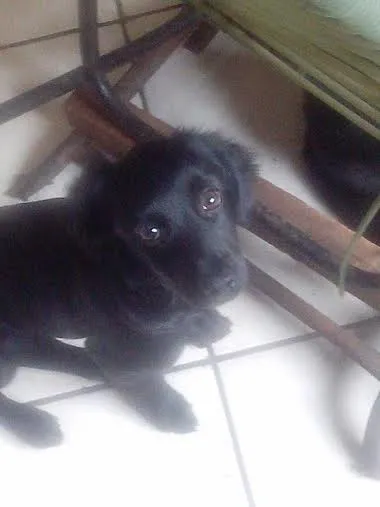 Cachorro raça vira lata  idade 2 a 6 meses nome Mel 