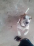 BELINHA 