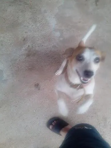 Cachorro raça VIRA LATA  idade 2 anos nome BELINHA 