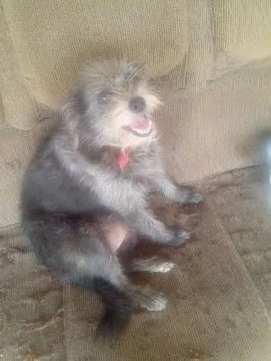 Cachorro raça vira lata  idade 2 anos nome Lilica 