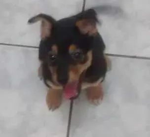 Cachorro ra a RSD idade 2 a 6 meses nome Lilika