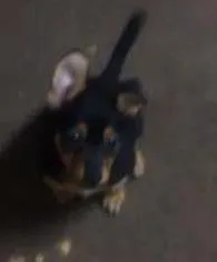 Cachorro ra a RSD idade 2 a 6 meses nome Lilika