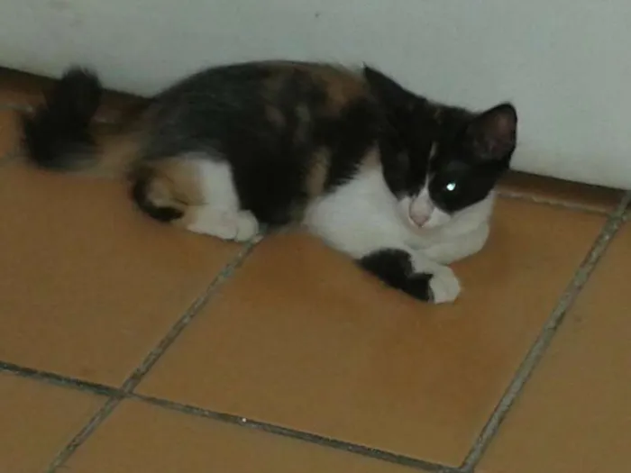 Gato ra a  idade 2 a 6 meses nome Mel