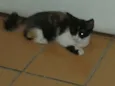 Mel
