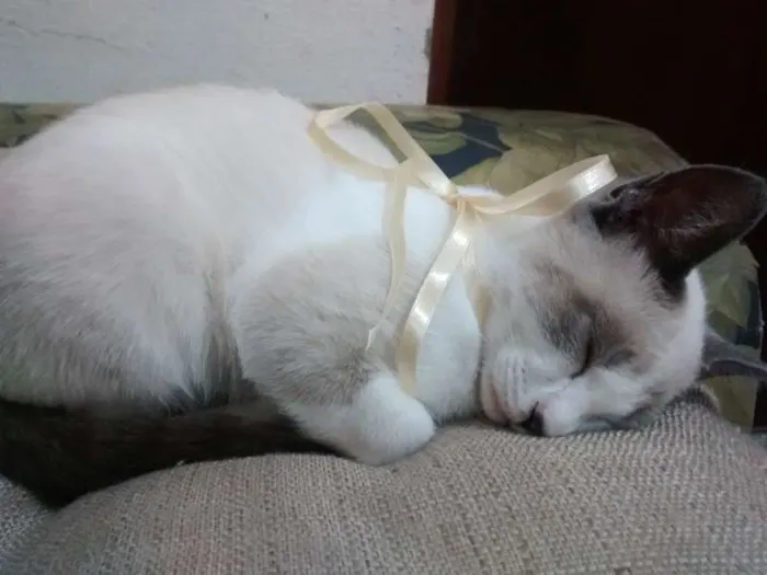 Gato ra a SRD idade 2 a 6 meses nome Cereja